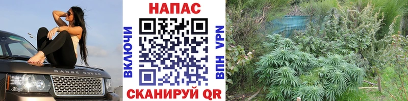 Шишки марихуана индика  Купить закладки  Красновишерск 